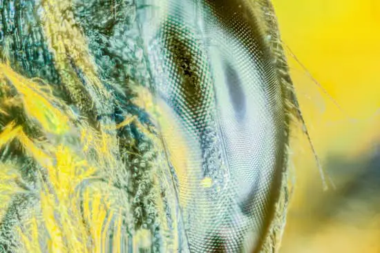 Wasp