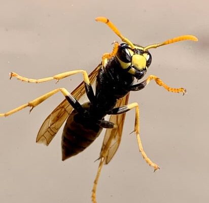 What Wasps Are All Black?