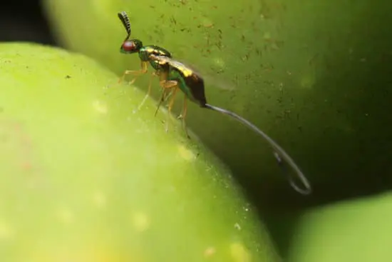How to Get Rid of Wasps Yourself
