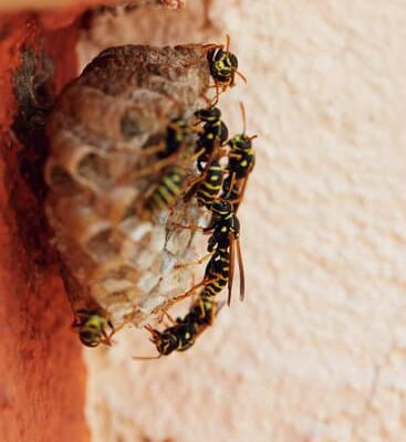 How Far Do Wasps Travel From Their Nest?