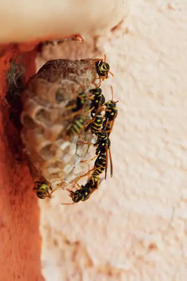 Wasp