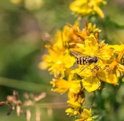 How Long Does Wasps Live?