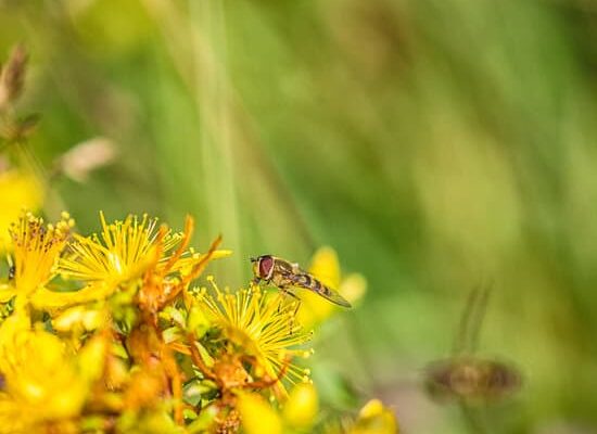 Are Wasps Good to Have Around Your Home?