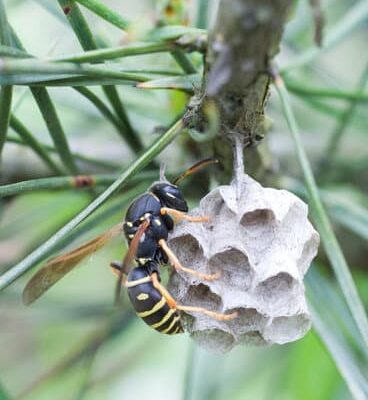 Why Are Wasps So Aggressive?