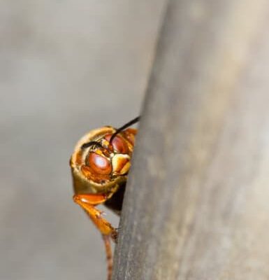What Time of Day Are Wasps Most Aggressive?