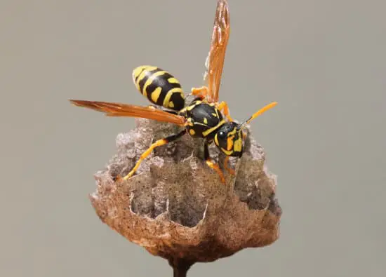 What Are Wasps Good For?