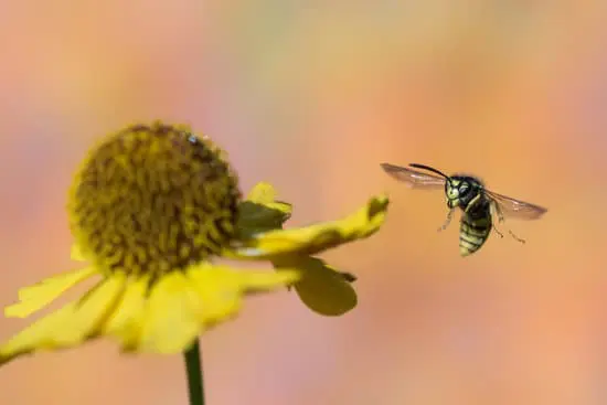 Does Hot Shot Ant and Roach Kill Wasps?