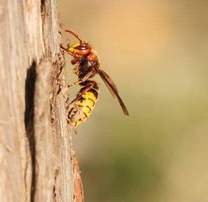 Will Wasps Leave You Alone?