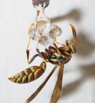 Did You Know That Wasps Release Pheromones When They Die?