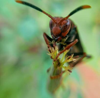 Do Wasps Bite For No Reason?