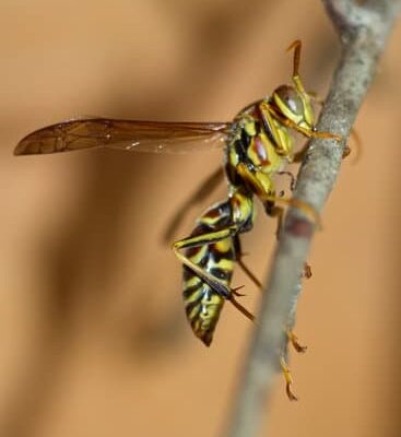 How Can Wasps Survive Winter?