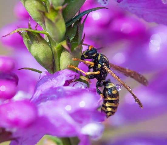 How Can Wasps Bite and Stink? - pestwhisperer.com