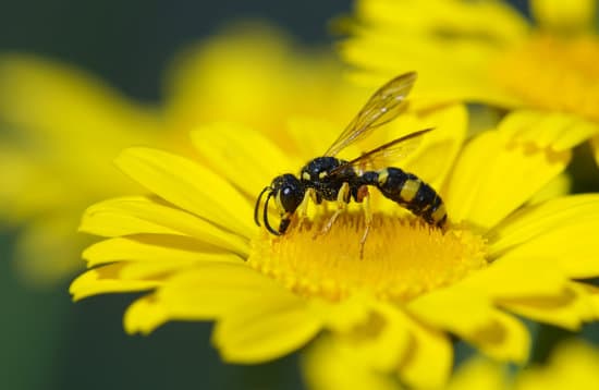 Are Wasps and Hornets the Same?
