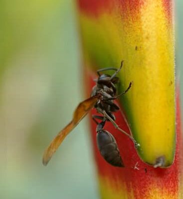 How Do Wasps Eat Insects?