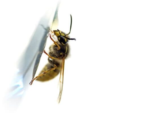 How to Get Rid of Wasps in Your Home