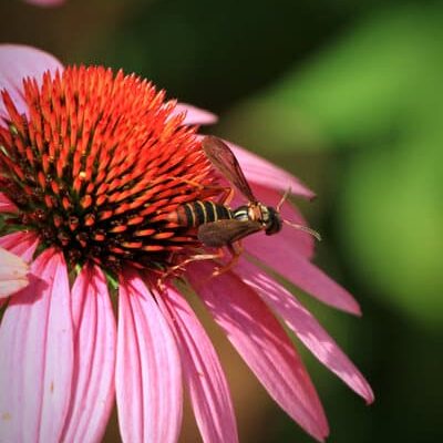 What to Do If You Have an Allergic Reaction to Wasp Stings