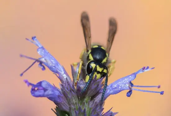 Do Figs Really Contain Wasps?