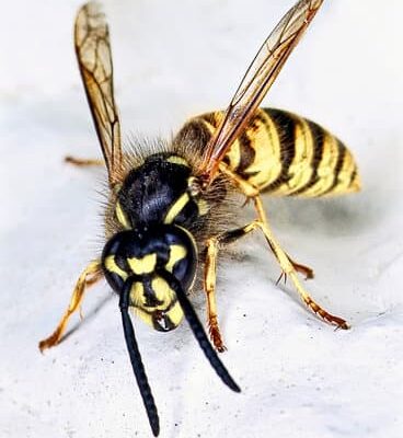 Is It Bad to Kill Wasps?