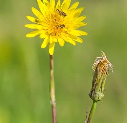 How to Get Rid of Wasps