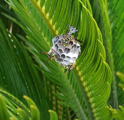 Did You Know That Wasps Need Water to Survive?