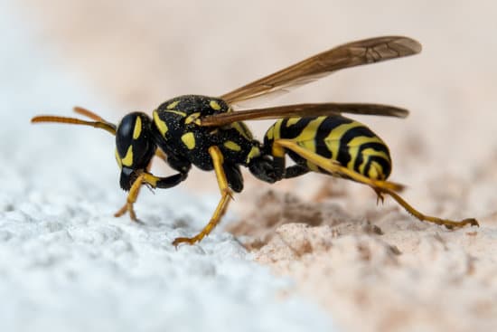 Wasp