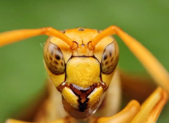 Are Wasps Good For the Environment?