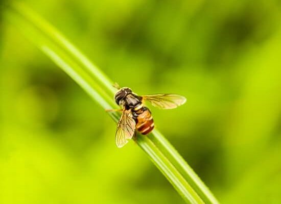 How Do Wasps Take Fall Damage?
