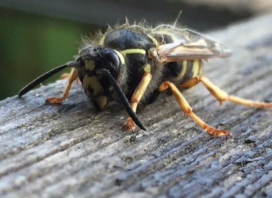 How Do Wasps Come Back Every Year?