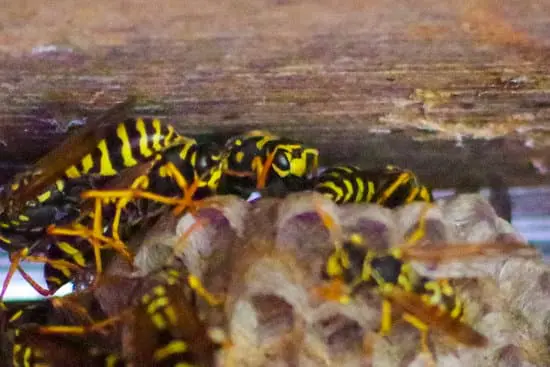 Wasp