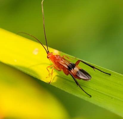 Wasps – What Are They and Where Do They Live?
