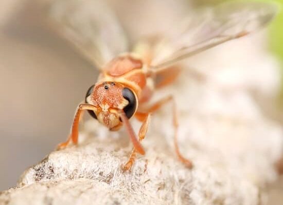 Where Can You Find Wasps?