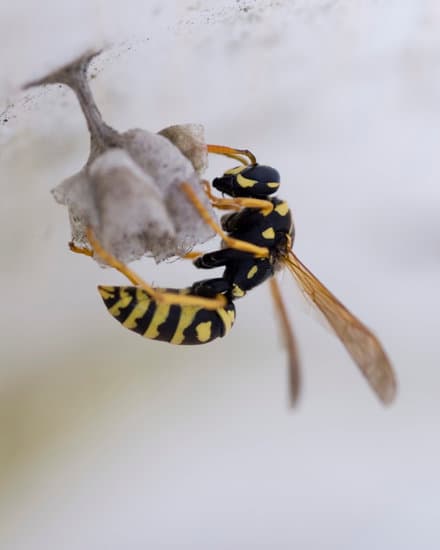 Wasp