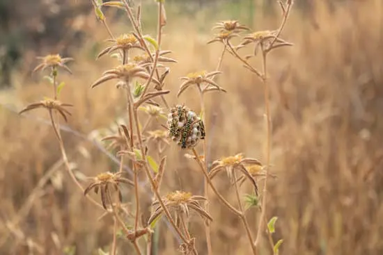How to Get Rid of Wasps
