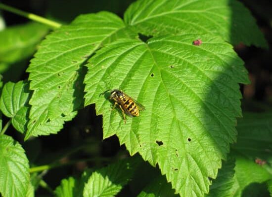Why Do Wasps Turn White?