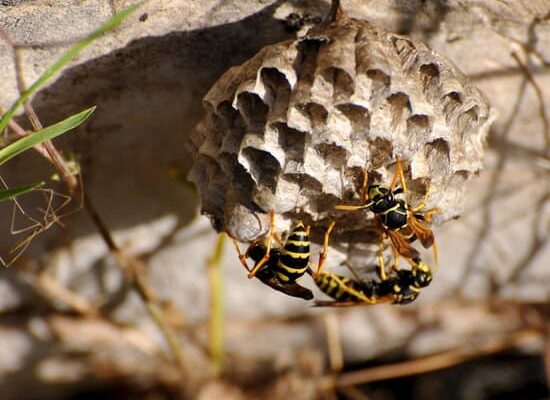 What Time Do Wasps Go to Sleep?