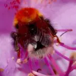 Wasp