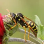 Wasp