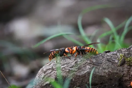 Where Can You Get Queen Wasps?