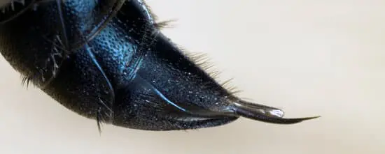 Can You Use Ant Powder to Kill Wasps?