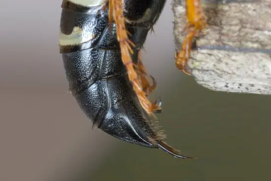 How to Kill Wasps With Raid