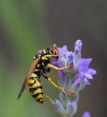 How Much Does It Cost To Get Rid Of Wasps?