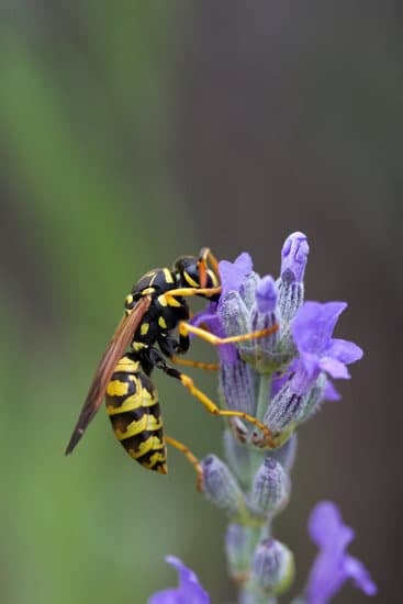 Wasp