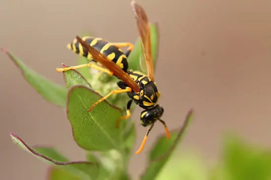 Can You Use Bleach to Kill Wasps?