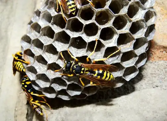 How Wasps Make Nests