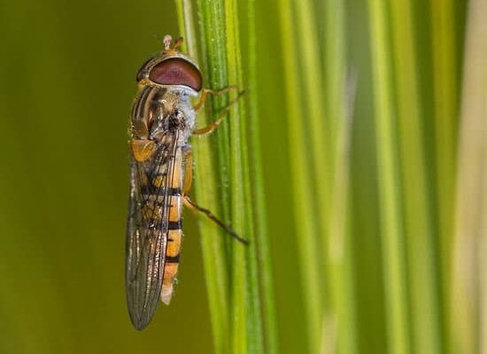 How to Tell If You Are Allergy to Wasps Or Bees