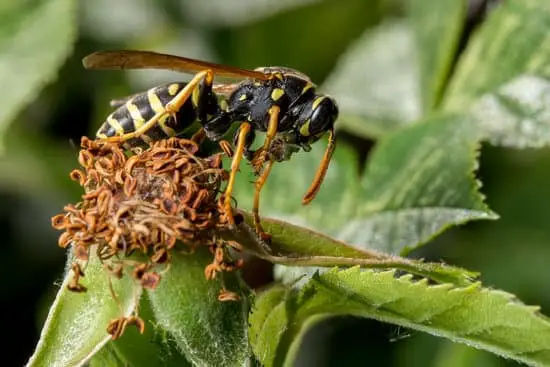 How Long Do Wasps Live?