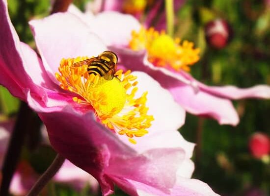 What Do Wasps Release Pheromones When They Stink?