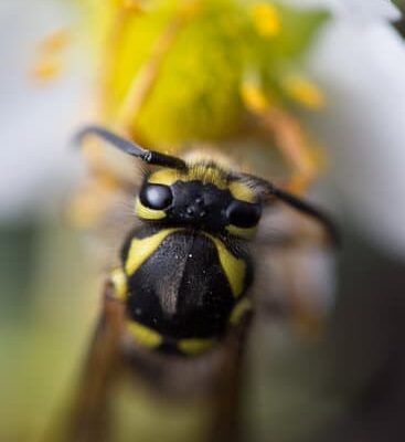 How Do Wasps Reproduce?