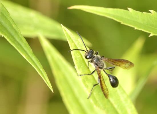 How Do Bees Kill Wasps?