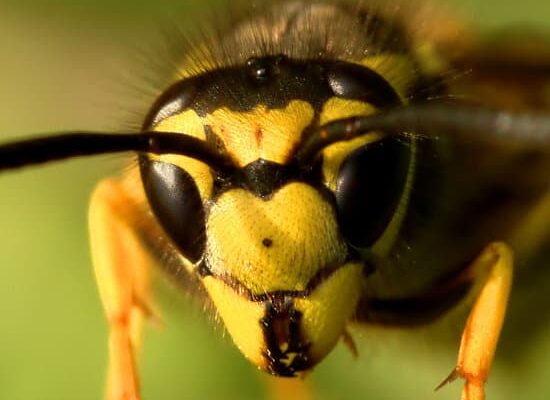 Can Wasps Get In Through Window AC?